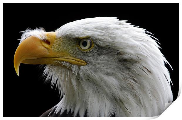 American Bald Eagle Print by Tony Bates