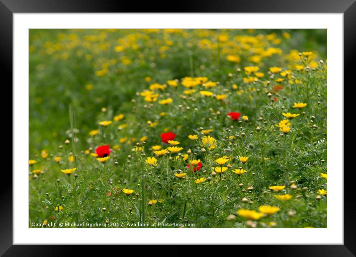 Red poppies on a field among meadow chamomiles Framed Mounted Print by Michael Goyberg