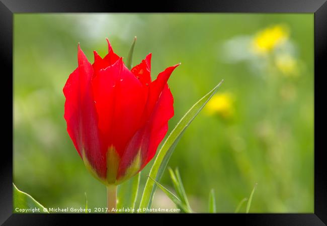 Red Meadow Tulip Framed Print by Michael Goyberg