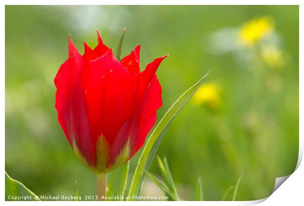 Red Meadow Tulip Print by Michael Goyberg