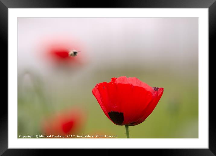 Spring flowering poppies Framed Mounted Print by Michael Goyberg