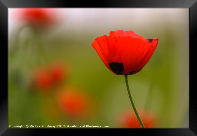 Poppies Framed Print by Michael Goyberg