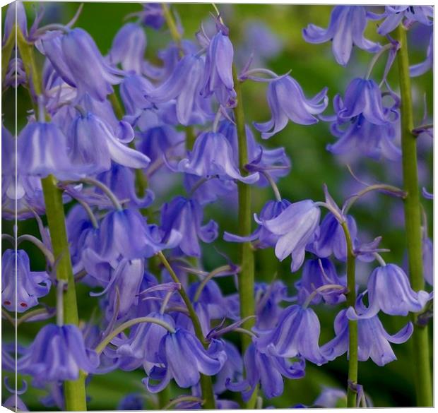  Common Bluebells                               Canvas Print by Sue Bottomley