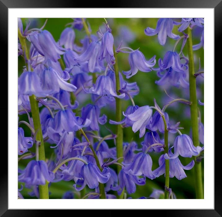 Common Bluebells                               Framed Mounted Print by Sue Bottomley