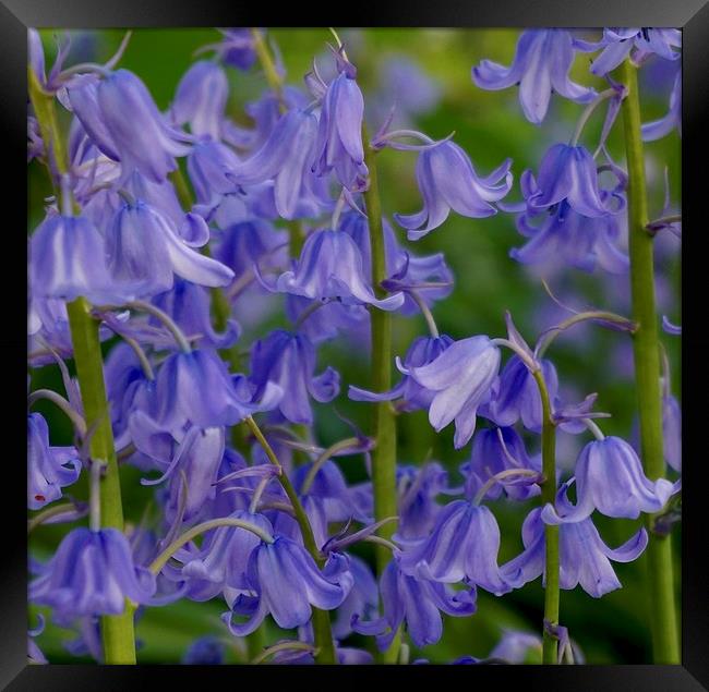  Common Bluebells                               Framed Print by Sue Bottomley