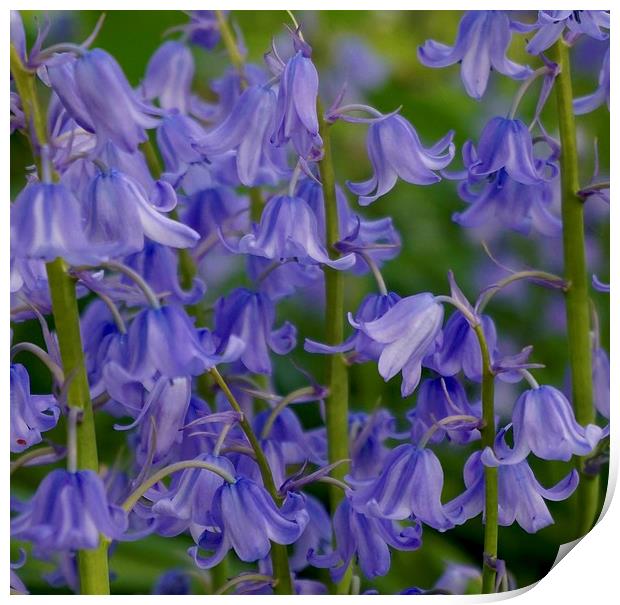 Common Bluebells                               Print by Sue Bottomley