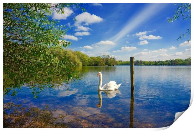 Springtime across the lake                         Print by Sue Bottomley