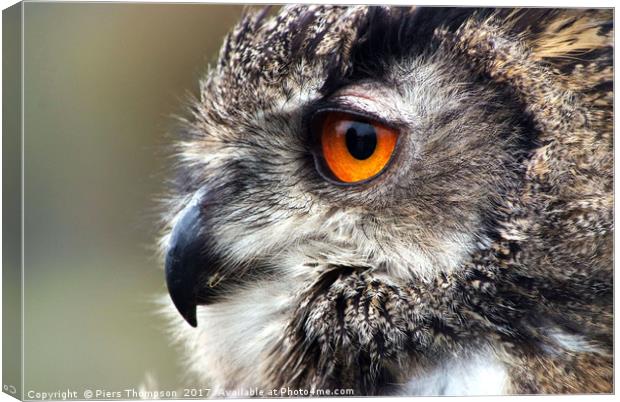 Closeup portrait of a European Eagle Owl  Canvas Print by Piers Thompson