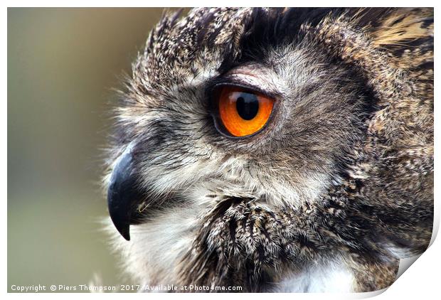 Closeup portrait of a European Eagle Owl  Print by Piers Thompson
