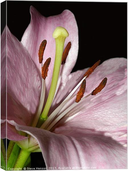 Lily  Canvas Print by Steve Henson