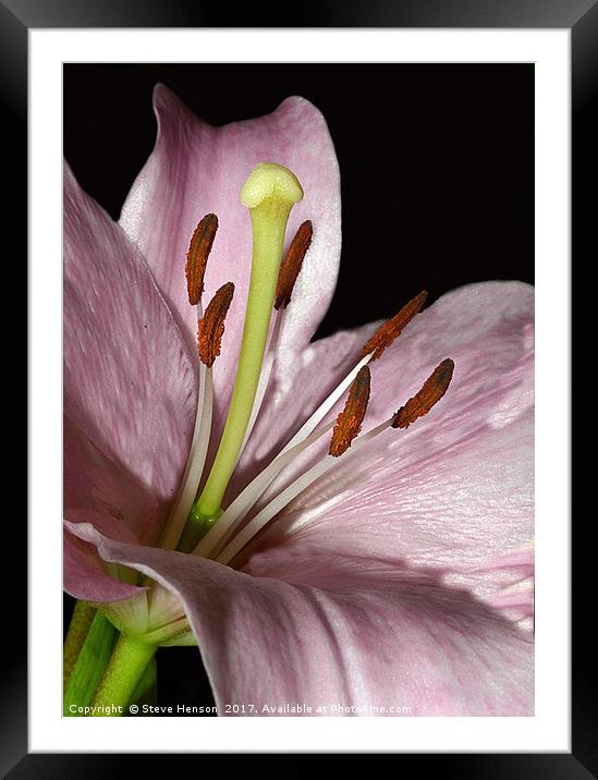 Lily  Framed Mounted Print by Steve Henson