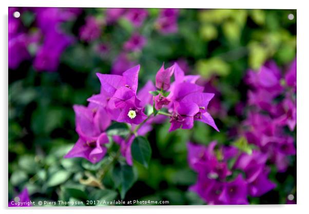 Purple bougainvillea Acrylic by Piers Thompson