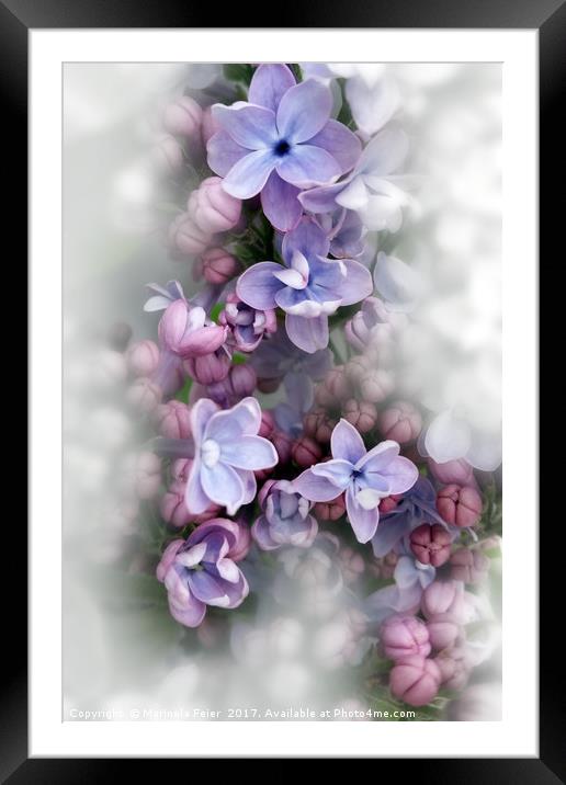 Lilac blooming Framed Mounted Print by Marinela Feier
