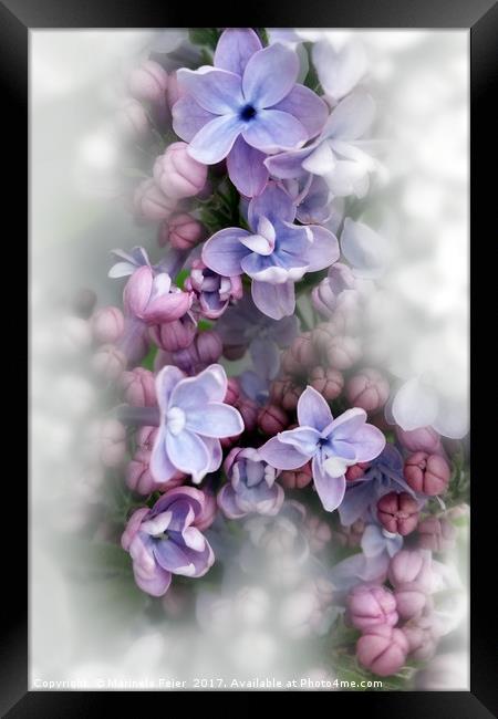 Lilac blooming Framed Print by Marinela Feier
