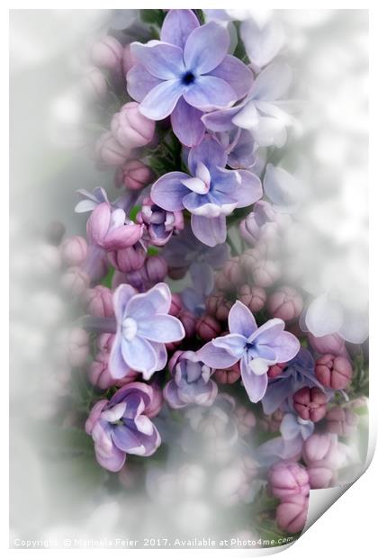 Lilac blooming Print by Marinela Feier