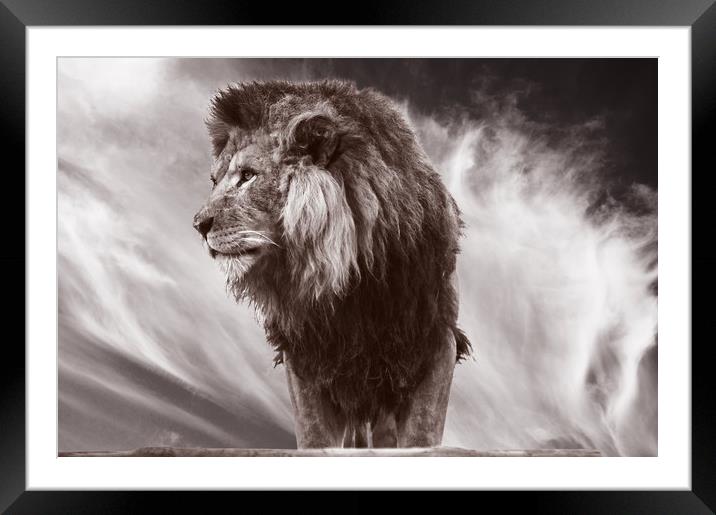 African Lion Framed Mounted Print by Sam Smith