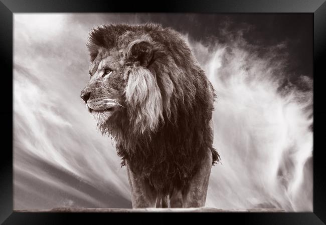 African Lion Framed Print by Sam Smith