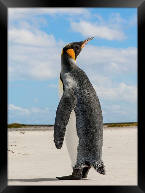 Emperor Penguin  Framed Print by Sean Clee