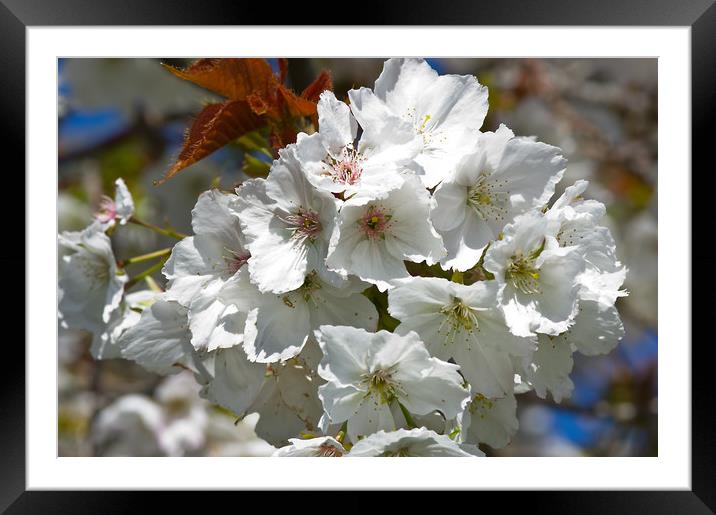 White Cherry Blossom Framed Mounted Print by Jacqi Elmslie