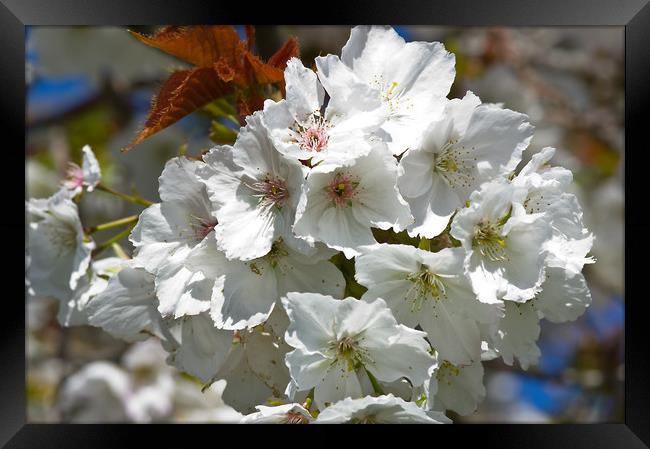 White Cherry Blossom Framed Print by Jacqi Elmslie