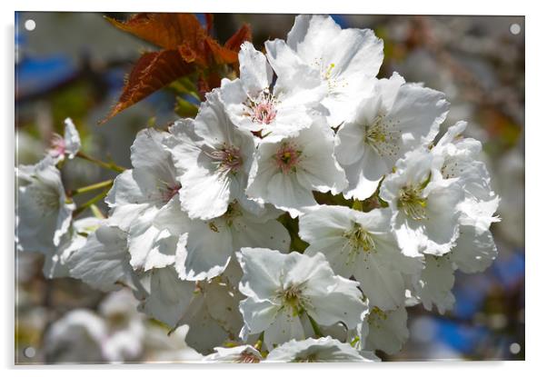 White Cherry Blossom Acrylic by Jacqi Elmslie
