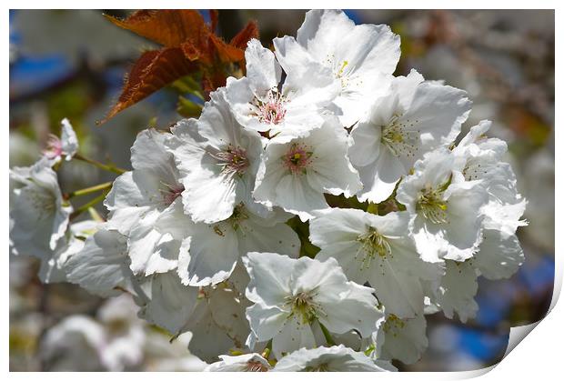 White Cherry Blossom Print by Jacqi Elmslie