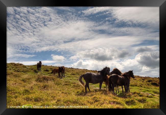 Ponies on Dartmoor Framed Print by Rosie Spooner