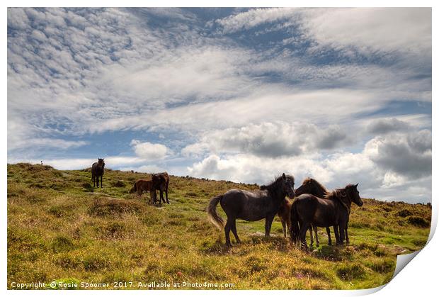 Ponies on Dartmoor Print by Rosie Spooner