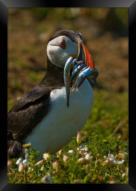 Good Catch Framed Print by Mark Robson