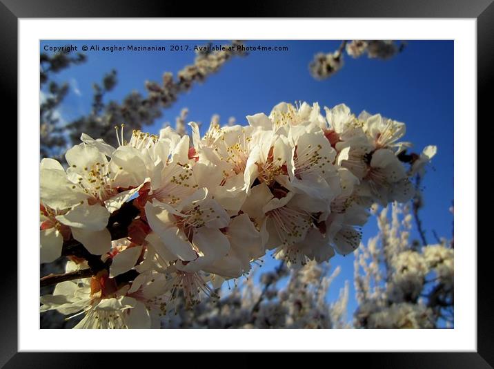 Apricot blossoms3, Framed Mounted Print by Ali asghar Mazinanian