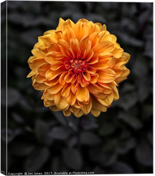Chrysanthemum in bloom Canvas Print by Jon Jones