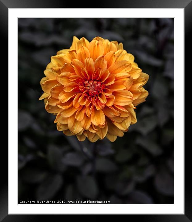 Chrysanthemum in bloom Framed Mounted Print by Jon Jones