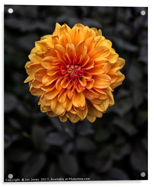 Chrysanthemum in bloom Acrylic by Jon Jones