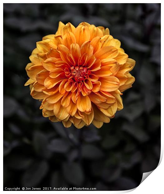 Chrysanthemum in bloom Print by Jon Jones