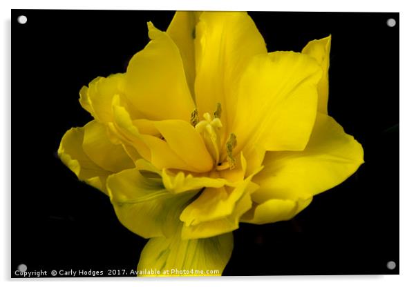 Bold and Bright Yellow Flower Acrylic by Carly Hodges