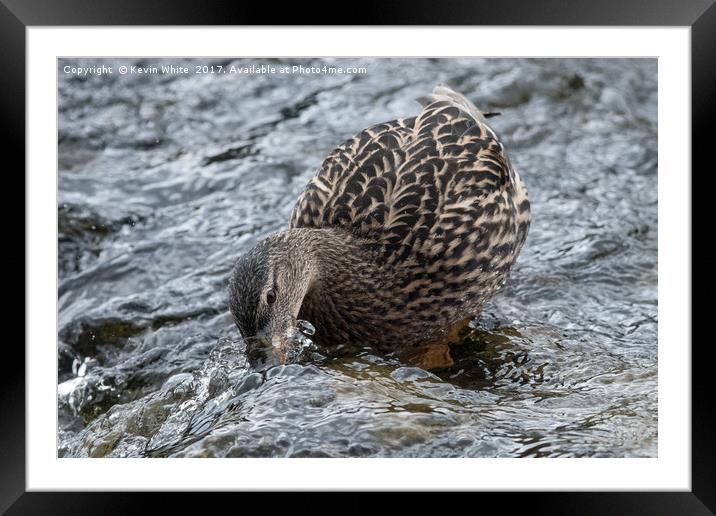 Mallard duck feeding Framed Mounted Print by Kevin White