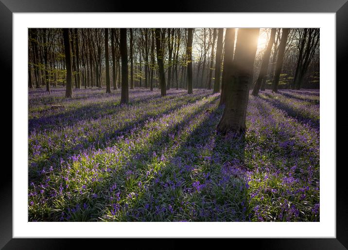 Blubell Woodland Framed Mounted Print by Ian Hufton