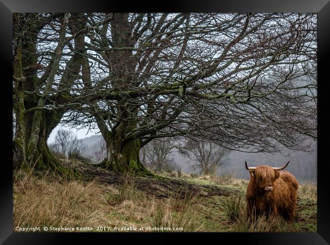 Highland Cow  Framed Print by Stephanie Knotts