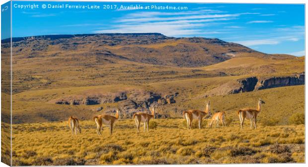 Group of Vicunas at Patagonia Landscape, Argentina Canvas Print by Daniel Ferreira-Leite
