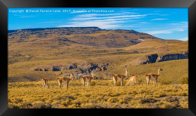 Group of Vicunas at Patagonia Landscape, Argentina Framed Print by Daniel Ferreira-Leite