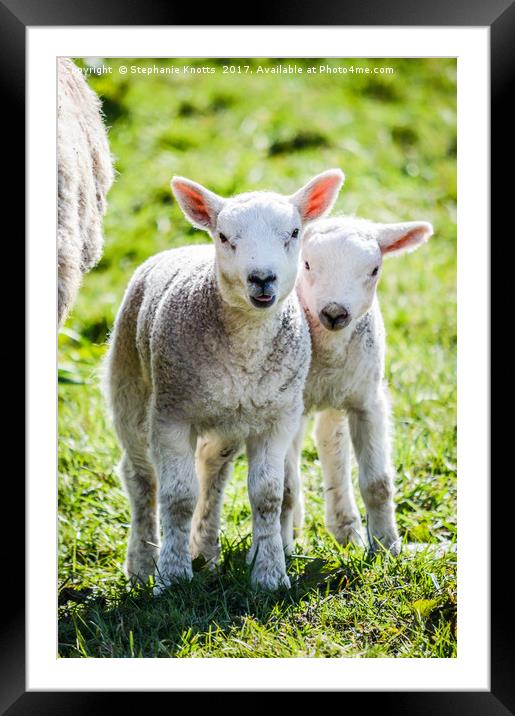 Lambs Framed Mounted Print by Stephanie Knotts