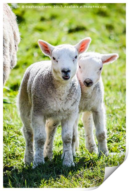 Lambs Print by Stephanie Knotts