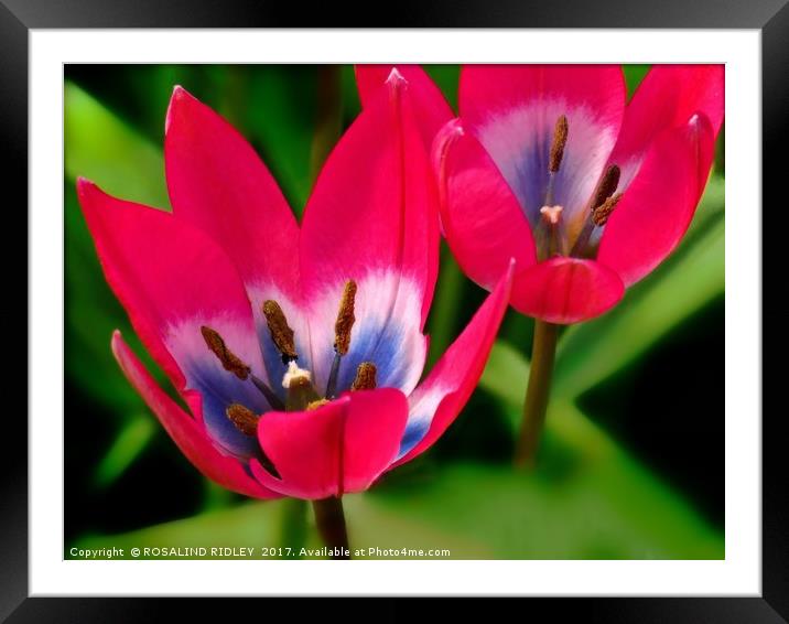 "TULIP DUO" Framed Mounted Print by ROS RIDLEY