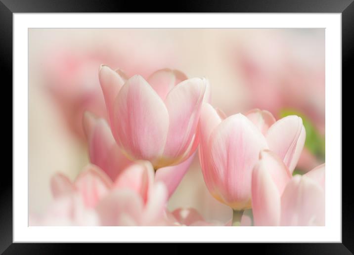 Pretty in pink Framed Mounted Print by Philip Male