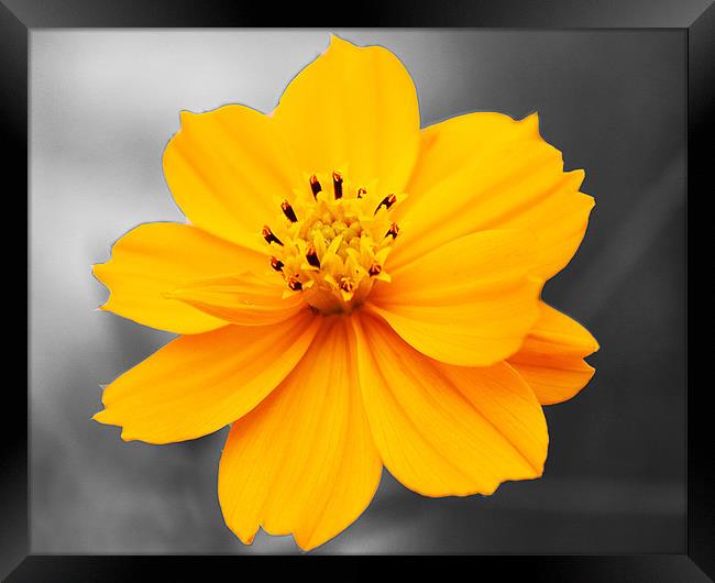 cosmos flower Framed Print by anurag gupta