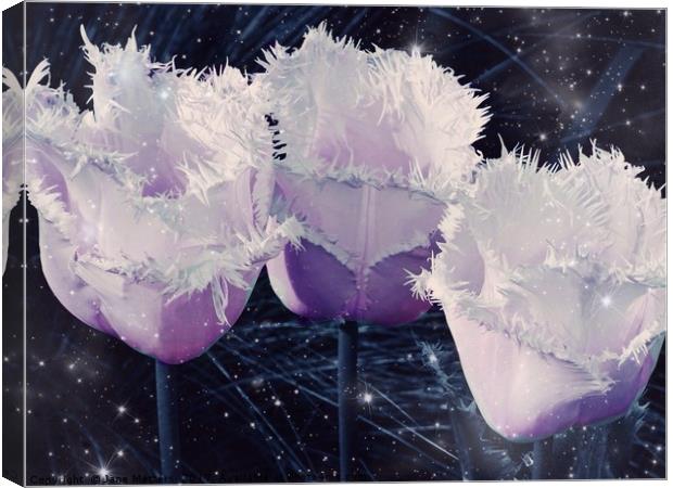 Trio of Fringed Tulips Canvas Print by Jane Metters