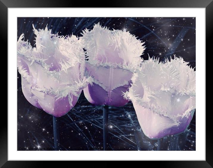 Trio of Fringed Tulips Framed Mounted Print by Jane Metters