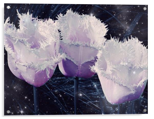 Trio of Fringed Tulips Acrylic by Jane Metters