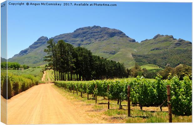 Vineyard in Stellenbosch region of South Africa Canvas Print by Angus McComiskey