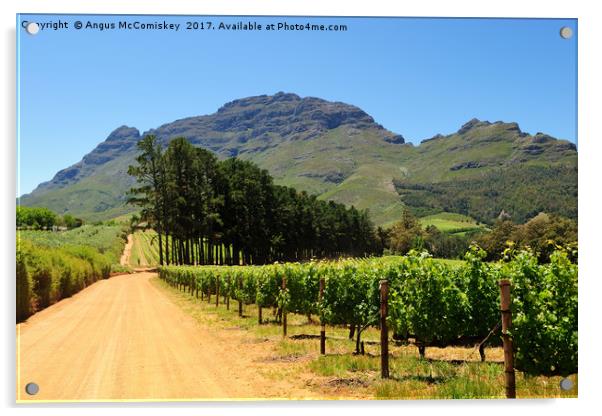 Vineyard in Stellenbosch region of South Africa Acrylic by Angus McComiskey